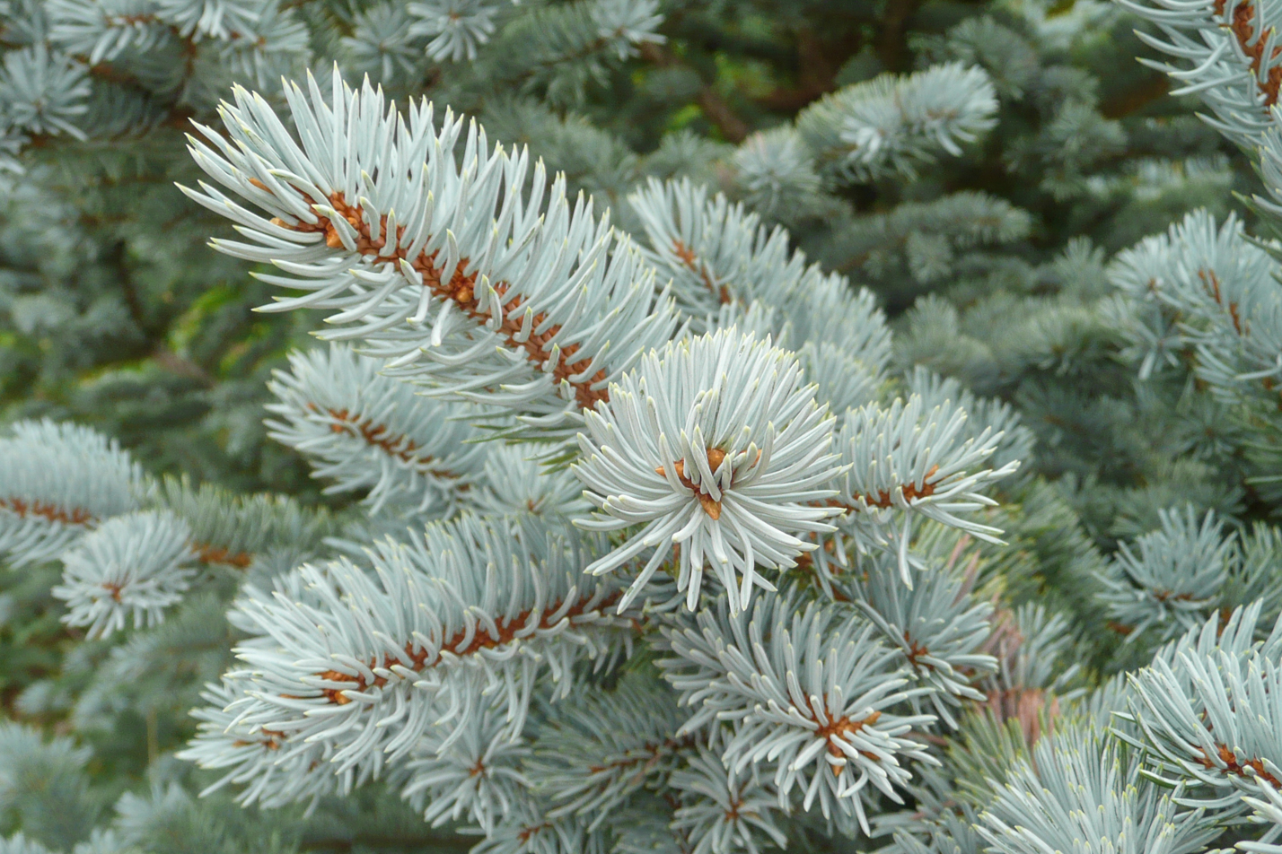 Montgomery Spruce
